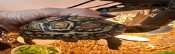 Tortoise reptiles for sale: Leopard Tortoise With Table and Lights etc - Advert 3