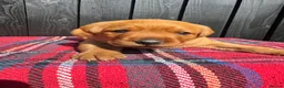 Labrador Retriever dogs for sale: 🧡 Fox Red KC working Labrador’s  in Thetford - Advert 24