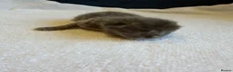Maine Coon cats for sale:     Stunning Maine Coon x Ragdoll Kittens  - Advert 14