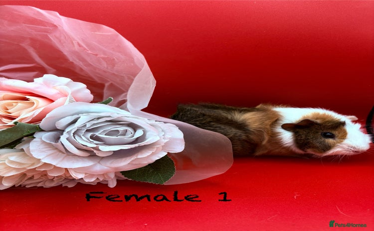 Guinea Pig rodents - Advert 1
