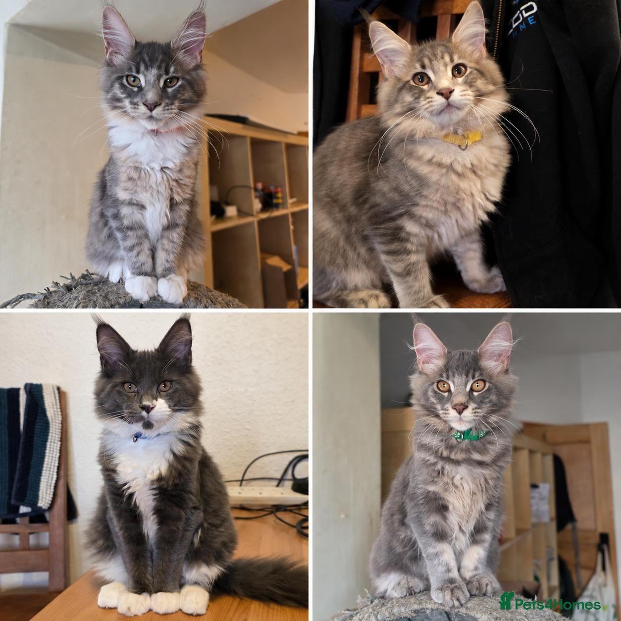 Maine Coon cats for sale: ❤️ TICA Registered Maine Coon Kittens Ready Now ❤️ - Advert 1