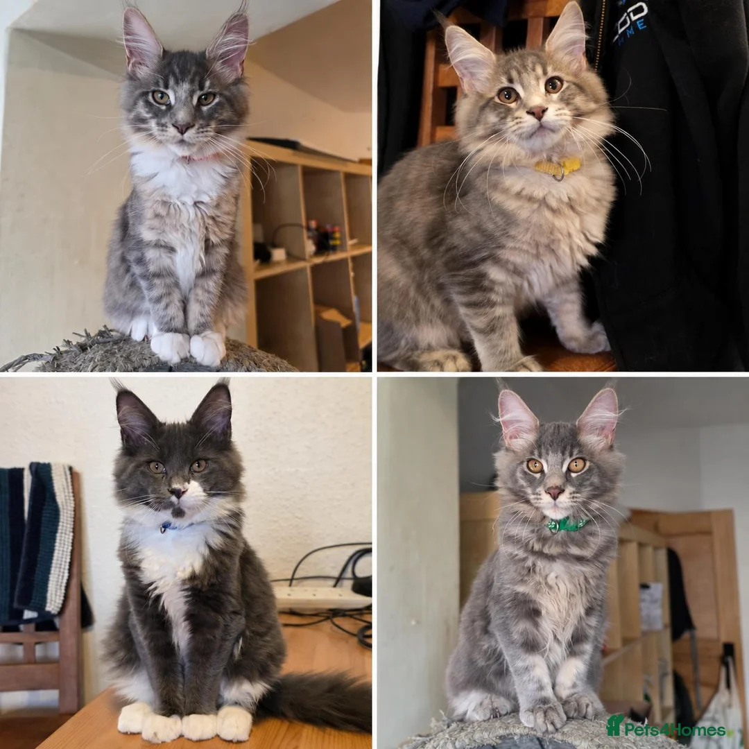 Maine Coon cats for sale: ❤️ TICA Registered Maine Coon Kittens Ready Now ❤️ - Advert 1
