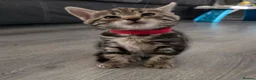 Mixed Breed cats for sale: Mixed Bread Kittens  - Advert 22