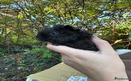 Guinea Pig rodents for sale: Male guinea pigs for sale  - Image 2