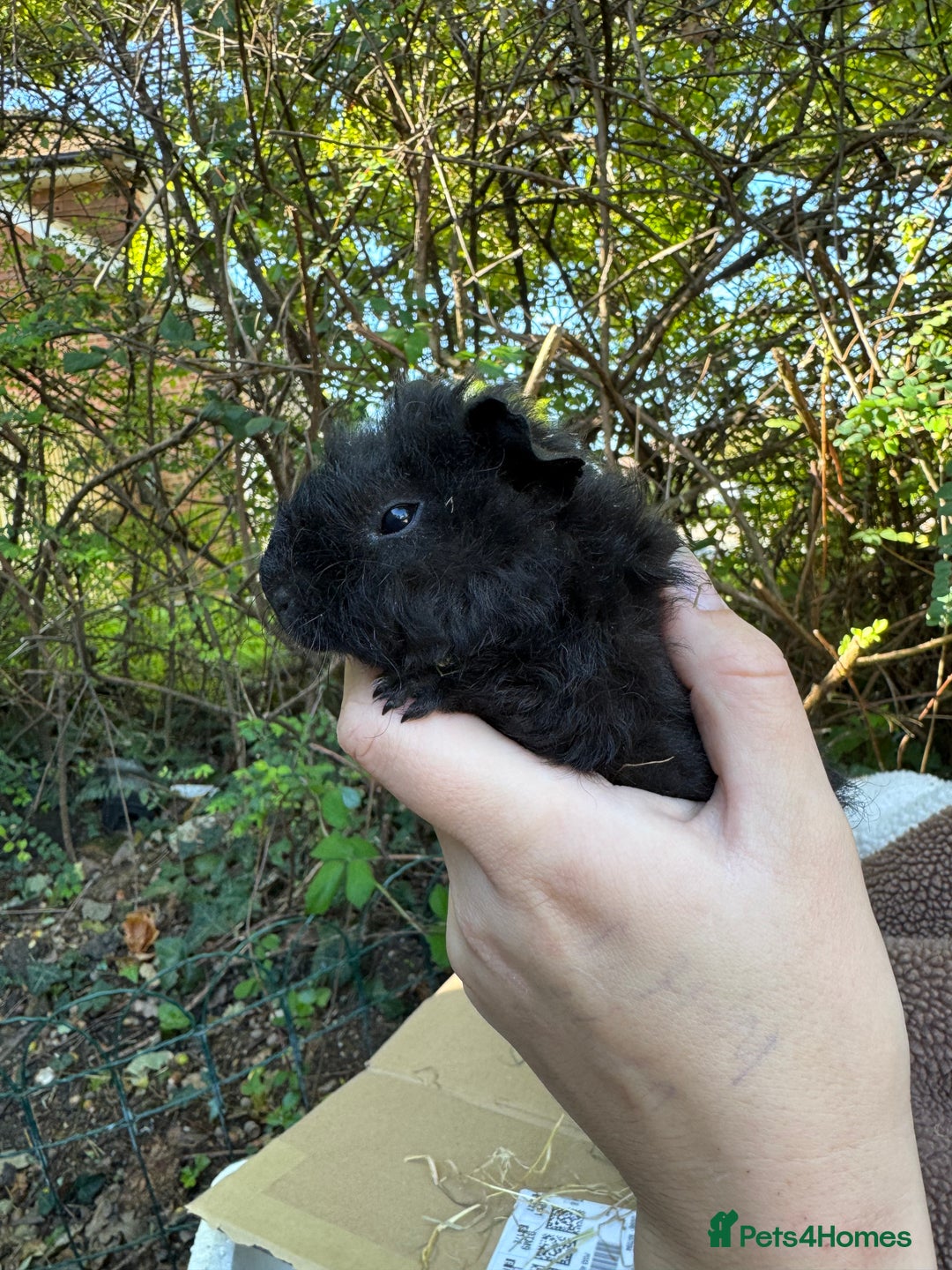 Guinea Pig rodents for sale: Male guinea pigs for sale  - Image 2