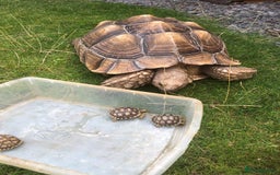 Tortoise reptiles for sale: Baby sulcata tortoises - Image 4