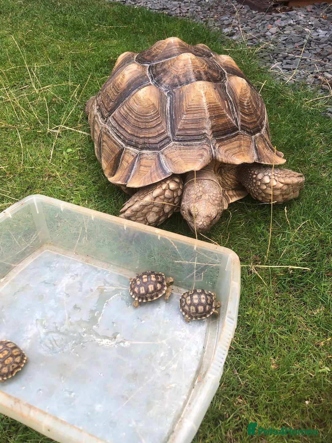 Tortoise reptiles for sale: Baby sulcata tortoises - Image 4