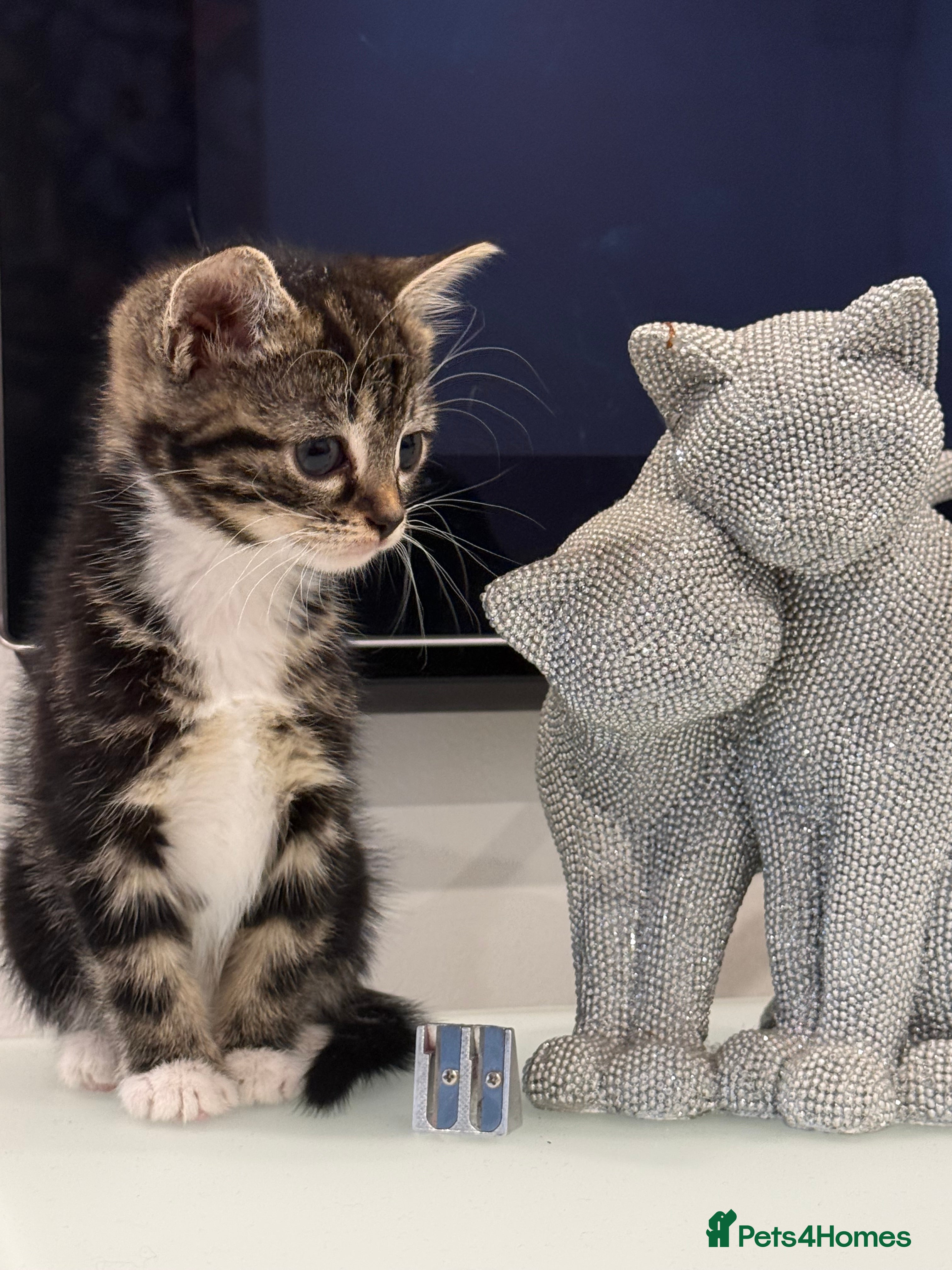 Mixed Breed cats Playful kittens 🐱 🩷 - Advert 4