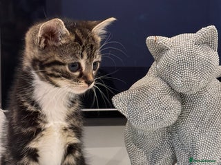 Mixed Breed cats Playful kittens 🐱 🩷 - Advert 10