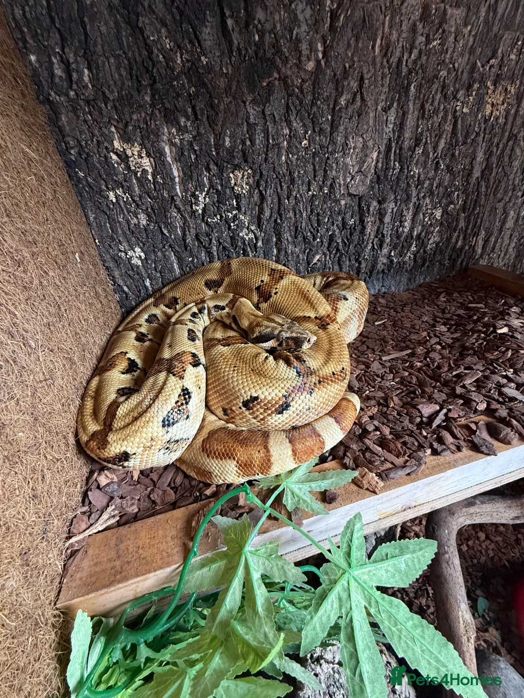 Boa Snake reptiles for sale: Hypo boa constrictor - Advert 1