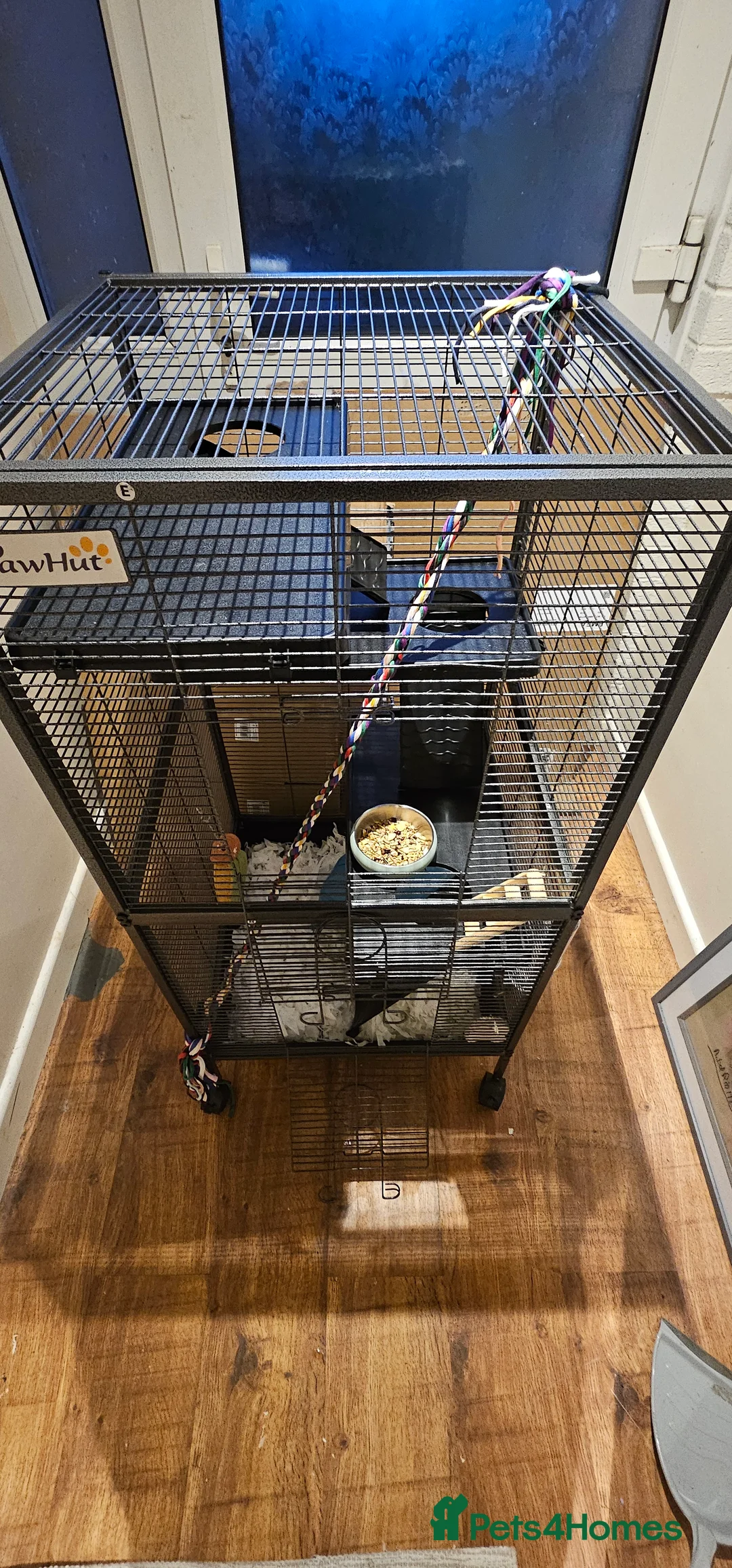 Rat rodents for sale: 3 male rats for re-homing - Advert 8