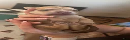 Mixed Breed dogs for sale: Beautiful puppies of our Family pets  - Advert 13