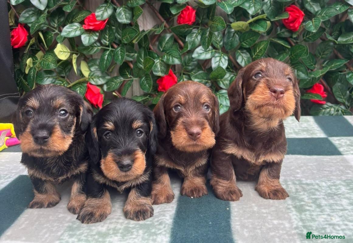 Miniature Dachshund dogs for sale: A SUPERB LITTER OF MINI WIRE DACHS KC REG  - Advert 1