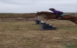 Arabian horse horses for sale: 15hh Arab Gelding For Sale - Image 9