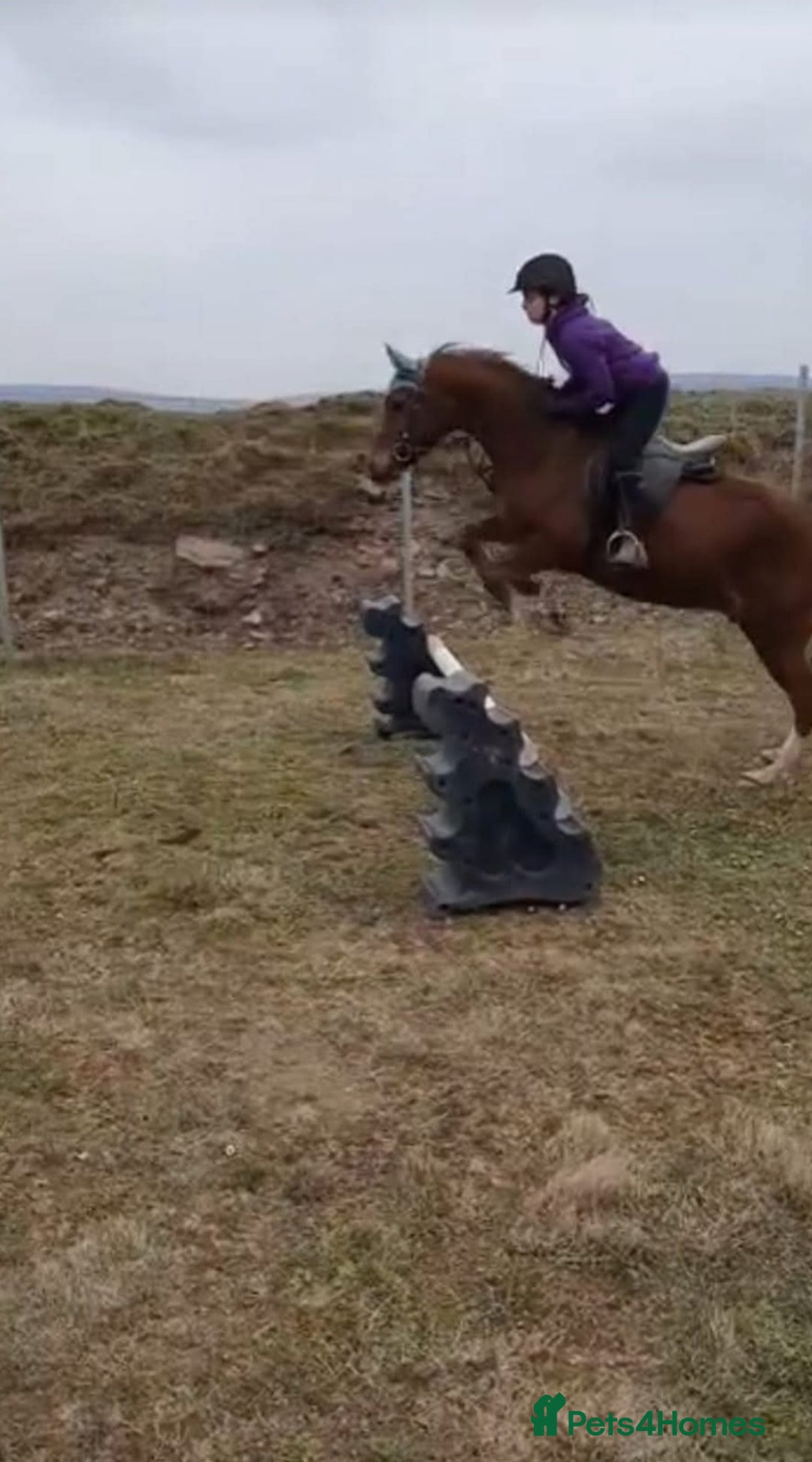 Arabian horse horses for sale: 15hh Arab Gelding For Sale - Image 9