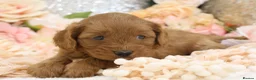 Cavapoo dogs for sale: *HEALTH TESTED* Cavapoo Puppies - Advert 21