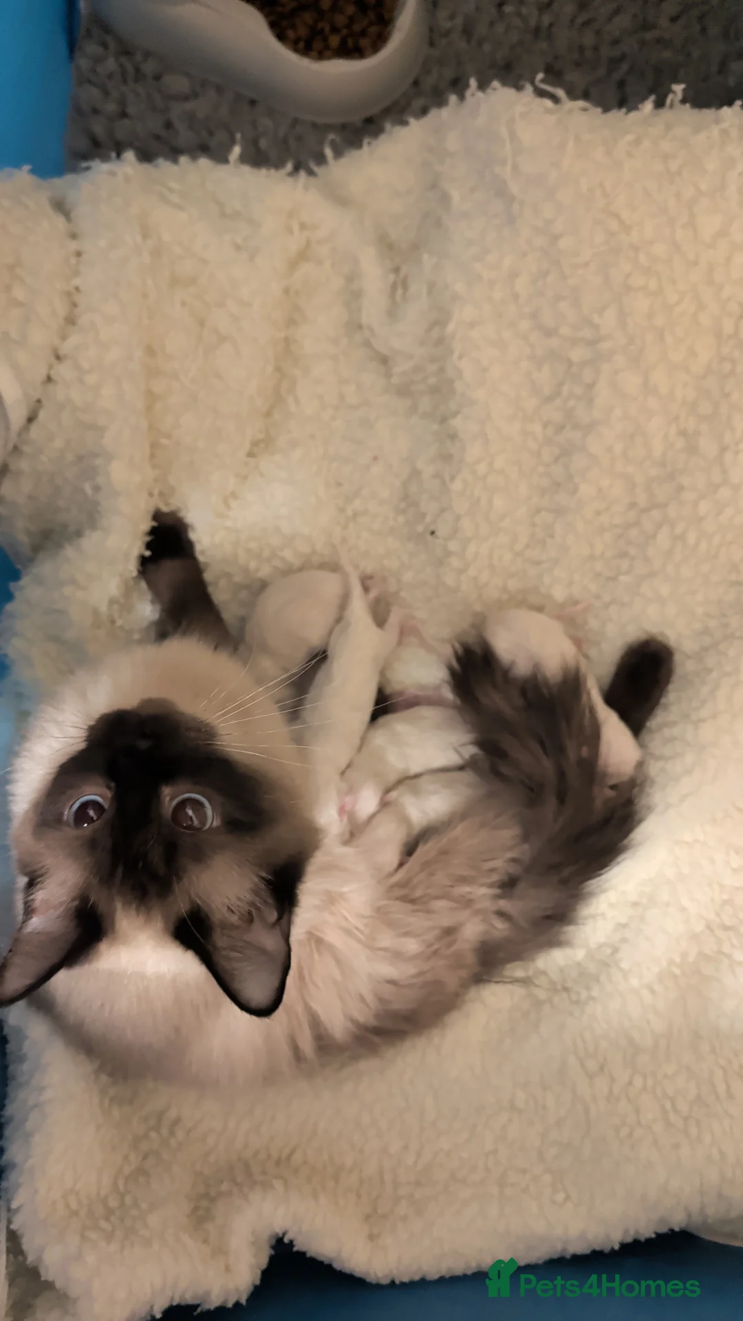 Ragdoll cats for sale: Ragdoll kittens  - Advert 1