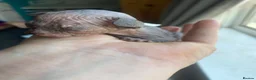 Sphynx cats for sale: Sphinx babies - Advert 17