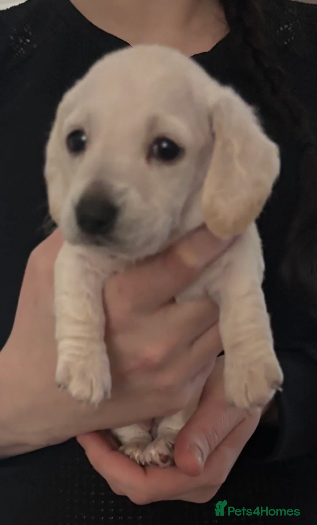 Dachshund dogs for sale: Beautiful litter of Dachshund puppies - Advert 4