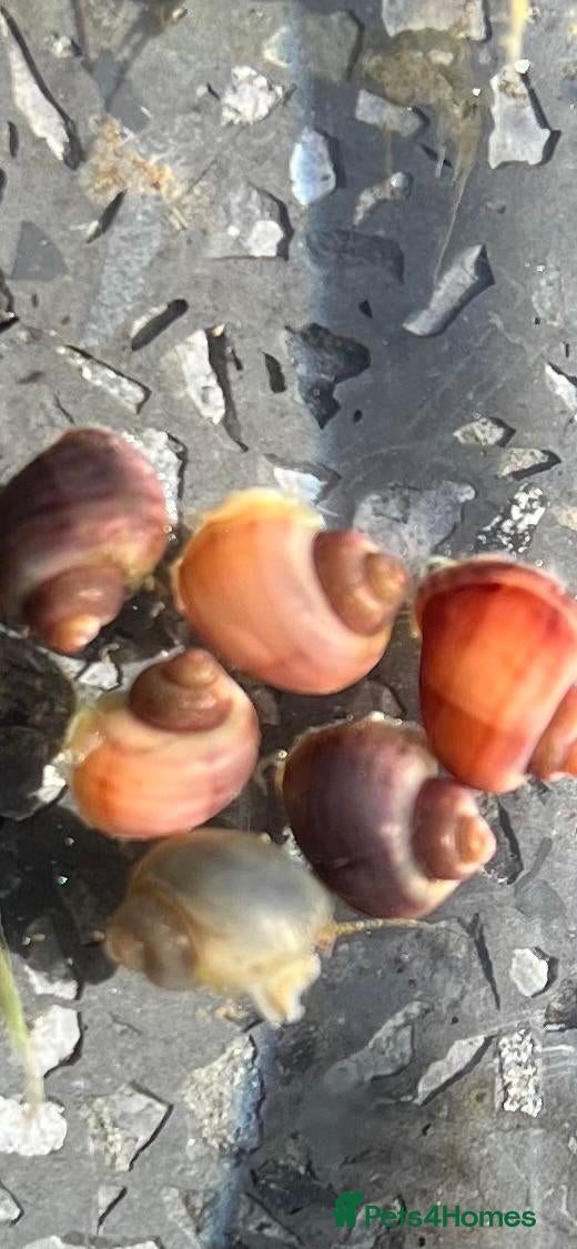 Snails invertebrates 3x Mystery Snails Mixed Colours, Can be posted - Advert 1
