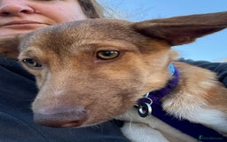 Mixed Breed dogs for adoption: Meelie Marleborough Wiltshire  - Advert 1