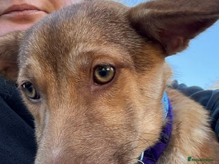 Mixed Breed dogs Meelie Marleborough Wiltshire - Advert 1