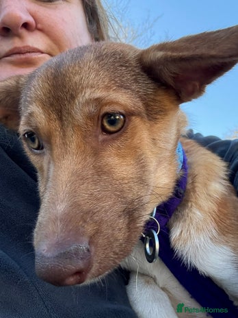 Mixed Breed dogs Meelie Marleborough Wiltshire - Advert 1