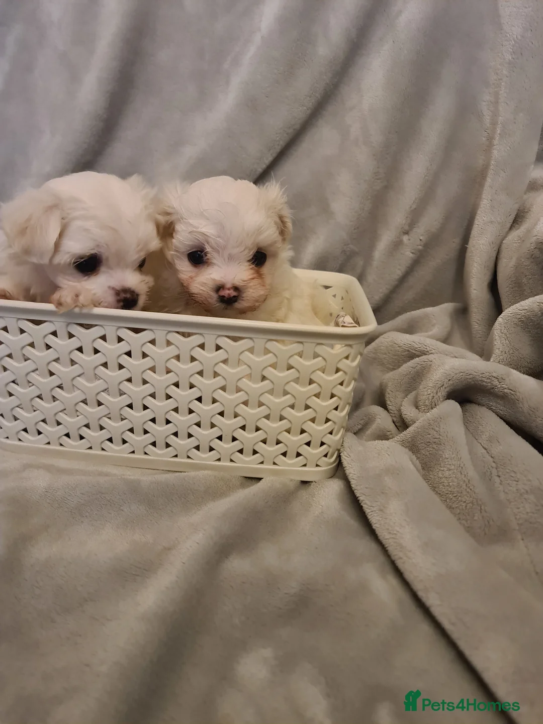 Maltese dogs for sale: Korean Maltese  in Bootle - Advert 6