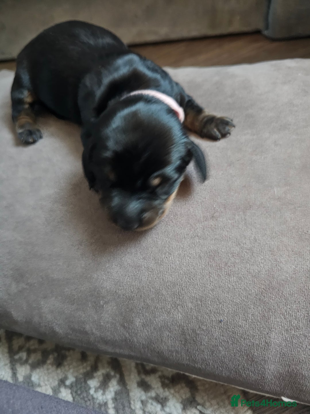 Dachshund dogs for sale: Beautiful Dachshund Puppies - Image 22