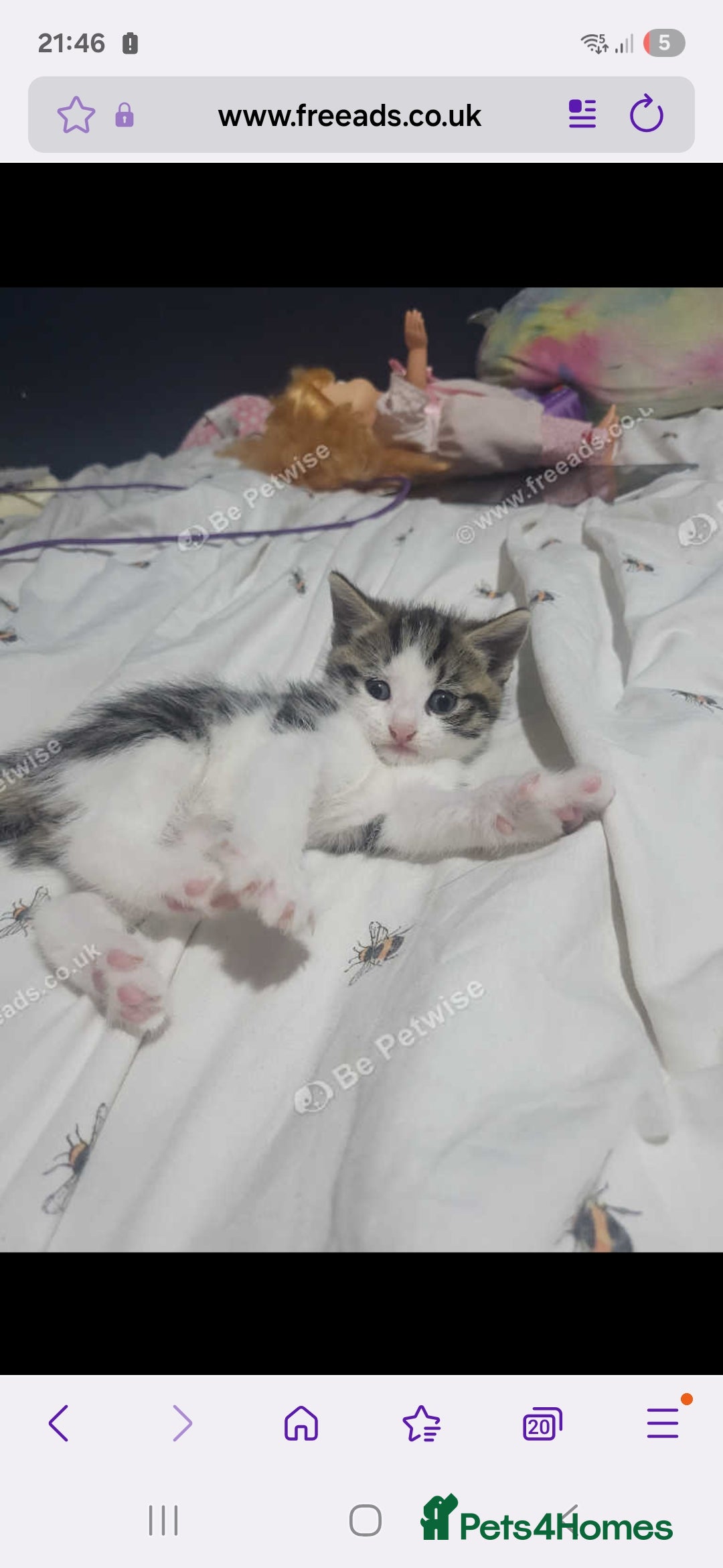 Mixed Breed cats for sale: Prudence - Image 2