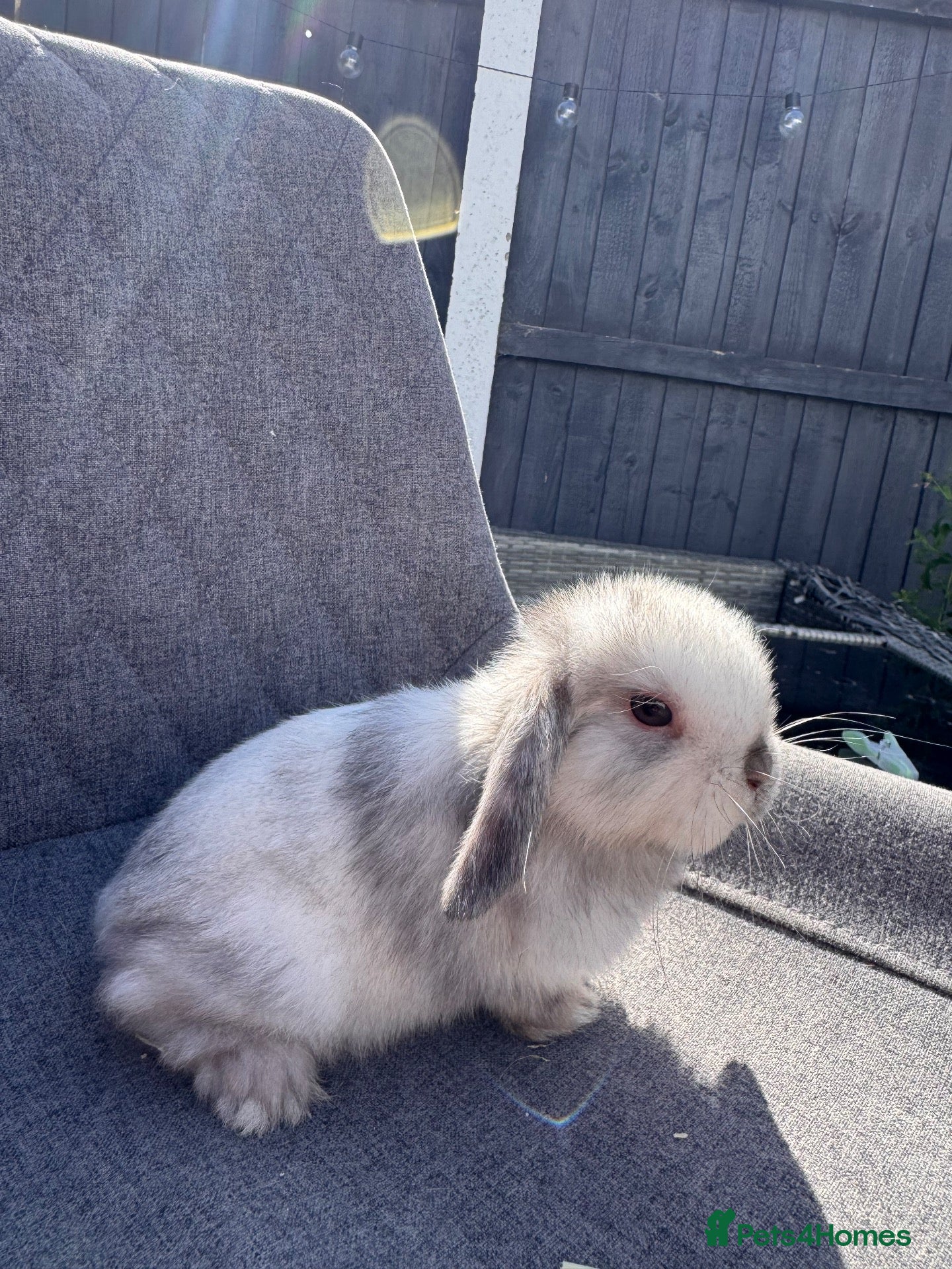 Mini Lop rabbits Pure bred mini lop bunnies  - Advert 2