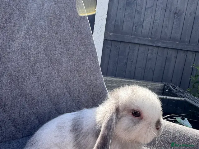 Mini Lop rabbits for sale: Pure bred mini lop bunnies - Advert 2