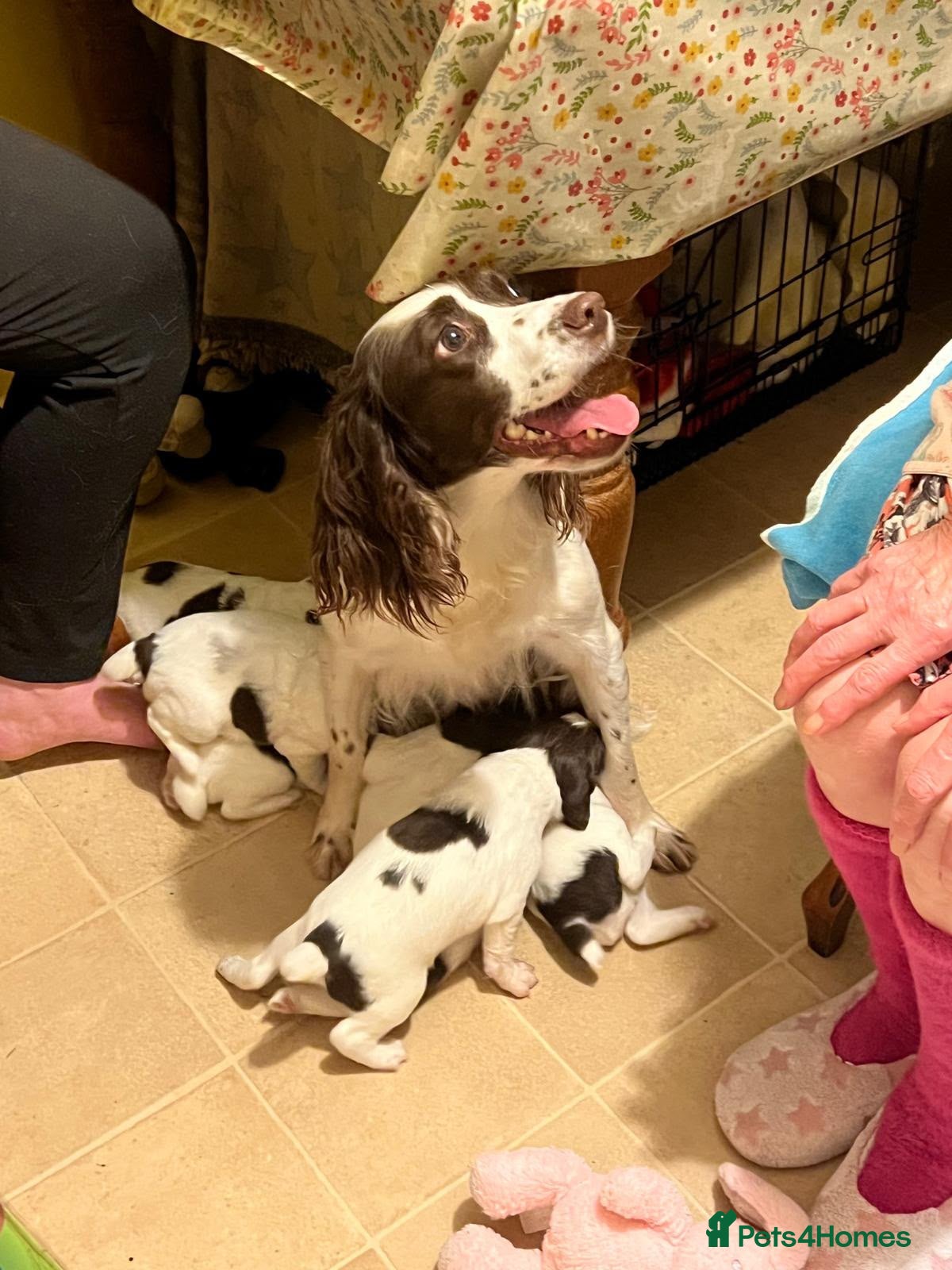 English Springer Spaniel dogs KC Reg Springer Spaniel Puppies - Horsham - Advert 1