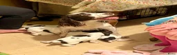 English Springer Spaniel dogs for sale: KC Reg Springer Spaniel Puppies - Horsham in Horsham - Advert 1