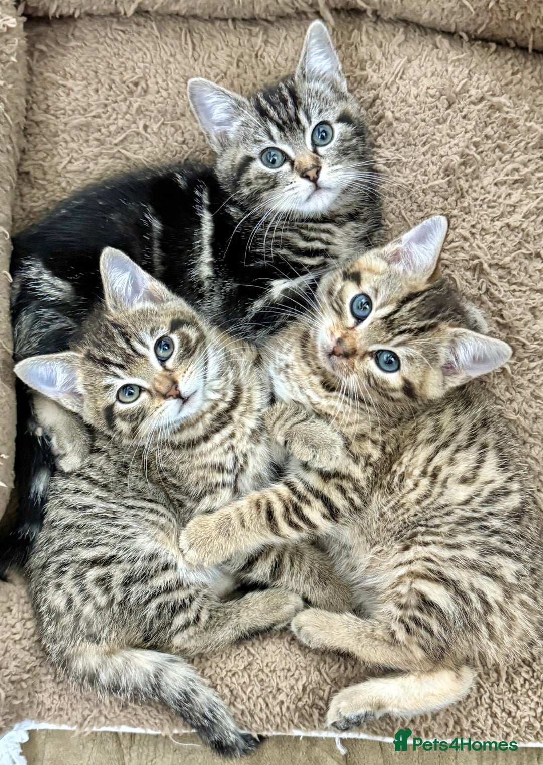 Mixed Breed cats for sale: GORGEOUS KITTENS  - Advert 9