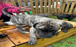 Mixed Breed dogs for sale: Cane corso/Great Dane puppies for sale ✨✨ - Image 26