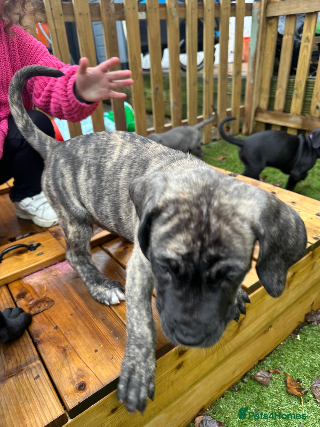 Mixed Breed dogs for sale: Cane corso/Great Dane puppies for sale ✨✨ - Image 26