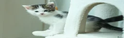Ragdoll cats for sale: Adorable, Affectionate Part Ragdoll Kittens - Advert 19