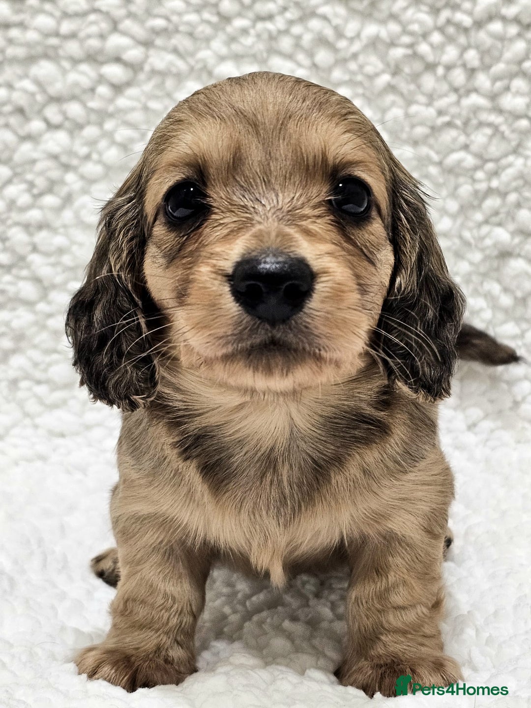 Miniature Dachshund dogs for sale: Shaded Cream Miniature Long Haired Dachshunds - Advert 1