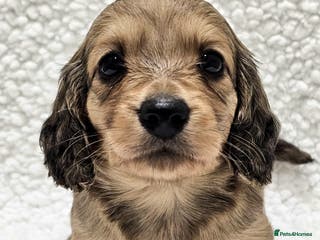 Miniature Dachshund dogs Shaded Cream Miniature Long Haired Dachshunds - Advert 9