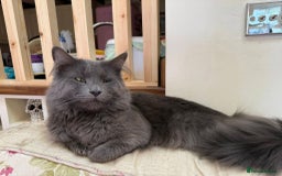 Maine Coon cats for sale: Maine coon cross kittens - Image 14