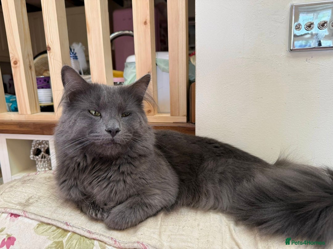 Maine Coon cats for sale: Maine coon cross kittens - Image 14