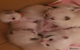 Ragdoll cats for sale: PEDIGREE RAGDOLL KITTENS FROM GCCF REGISTERED - Image 7