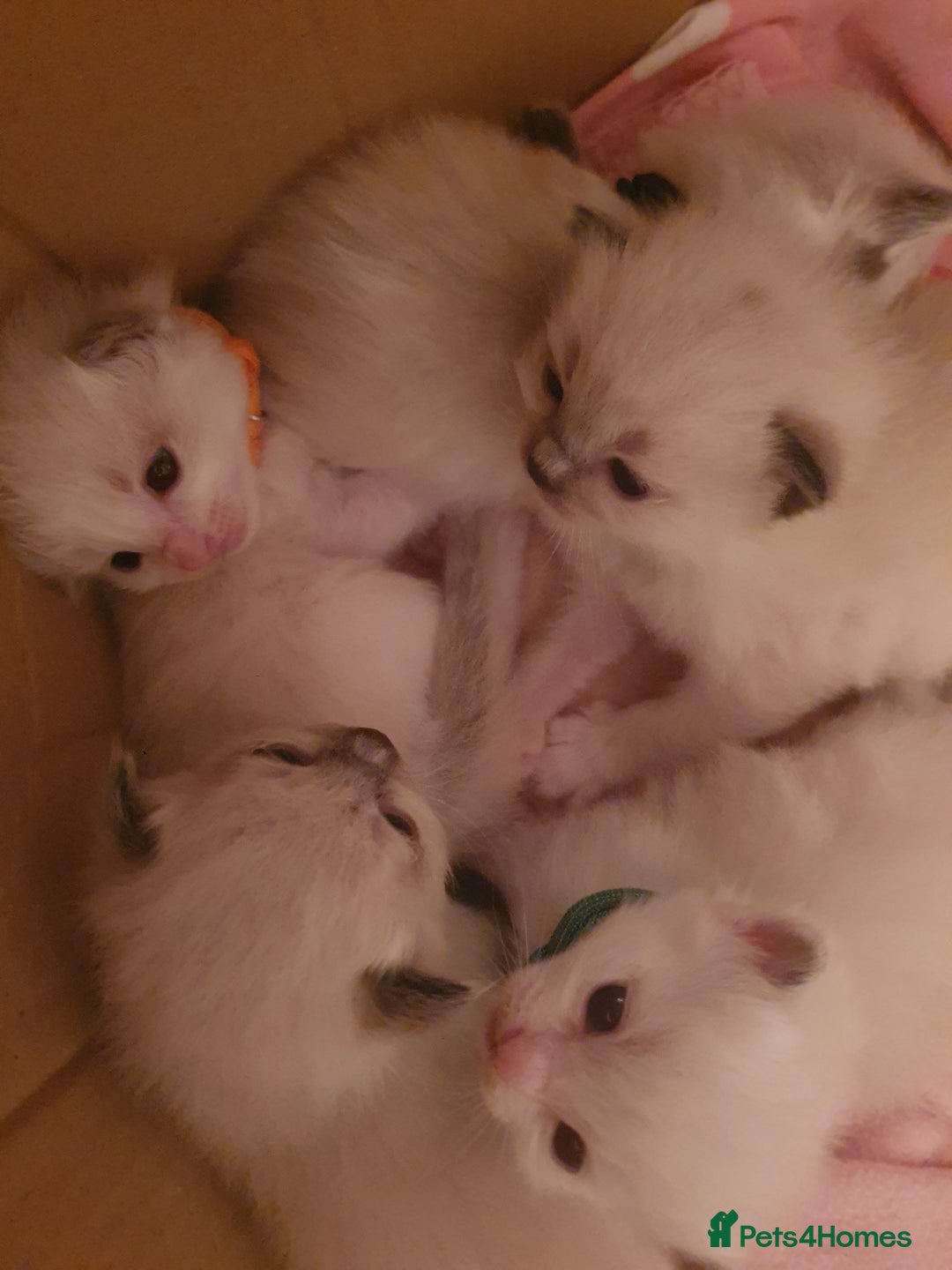Ragdoll cats for sale: PEDIGREE RAGDOLL KITTENS FROM GCCF REGISTERED - Image 7