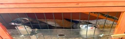 Ferret rodents for sale: 4 young ferrets for new homes - Advert 1