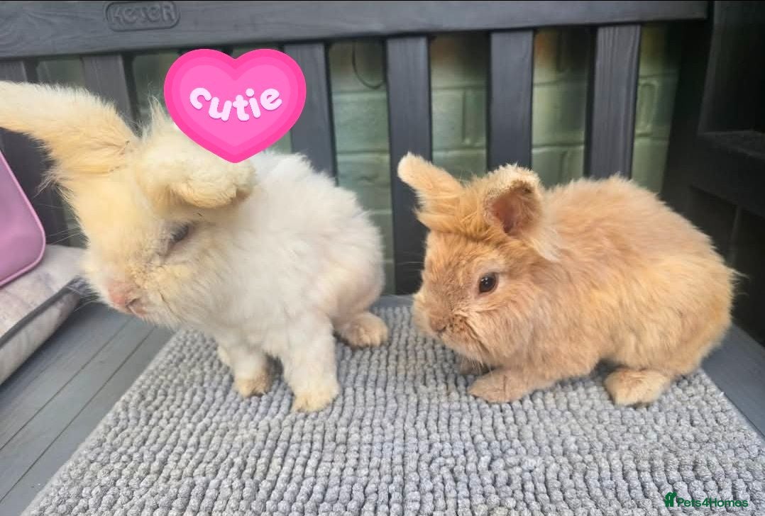 Angora rabbits 2 rescue rehome bunnies males  - Advert 1