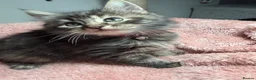Mixed Breed cats for sale: 🌻Domestic Long-Haired Ready2Go🌻  - Advert 2