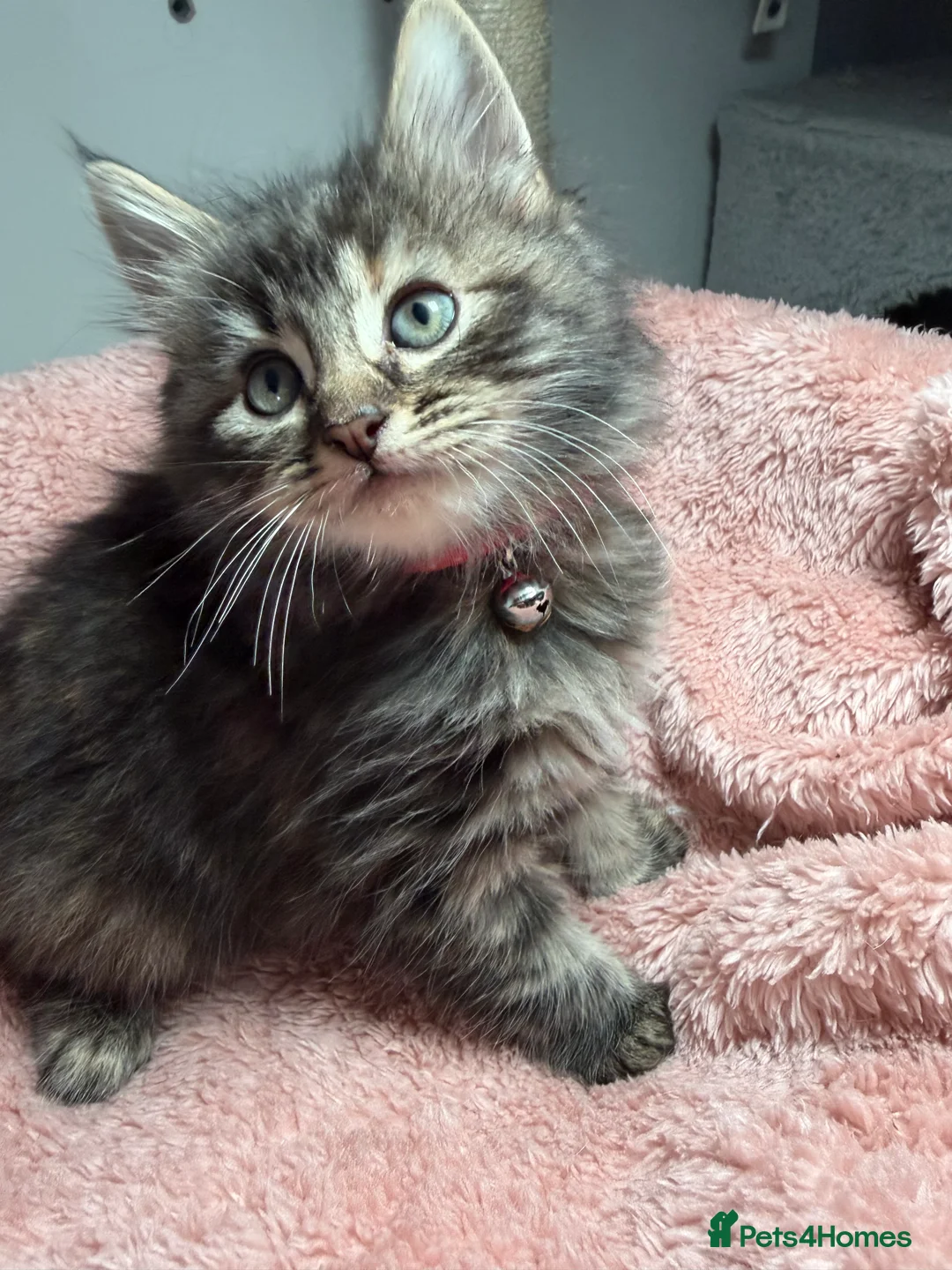 Mixed Breed cats for sale: 🌻Domestic Long-Haired Ready2Go🌻  - Advert 2