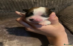 Lhasa Apso dogs for sale: 4 stunning Lhasa  boys  - Image 1