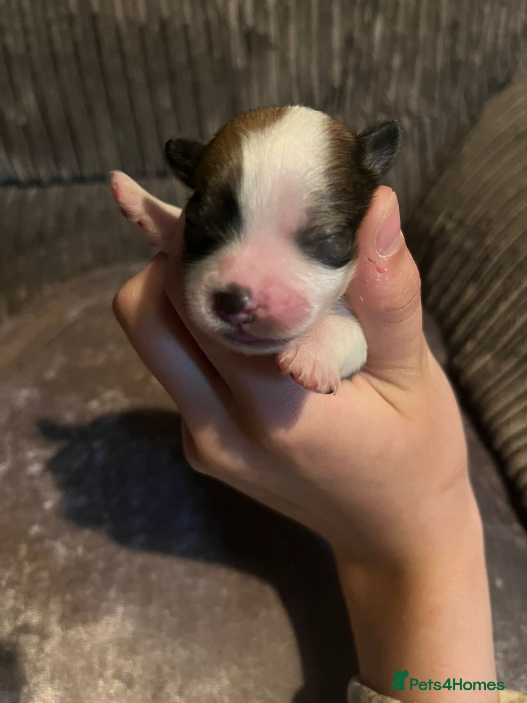 Lhasa Apso dogs for sale: 4 stunning Lhasa  boys  - Image 1